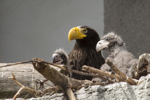 Eaglets and their mother