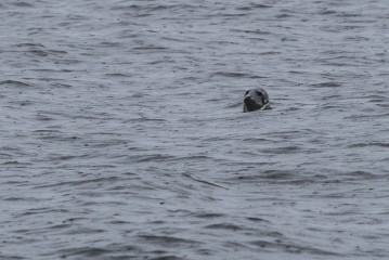 Young seal in the sea