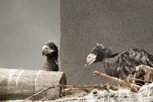 Two eaglets