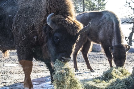 Wisent male goes to eat hay with the young female