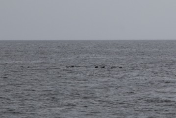 Group of grey seals