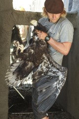 Young eagle and the zoo vet