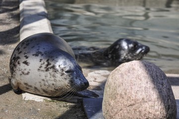 Young seals of Espoo and Kokkola in June