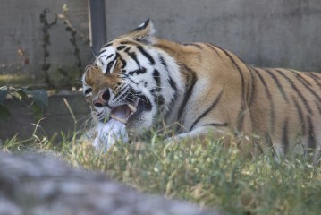 Amur tiger working on his second t-shirt enrichments