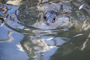 Kokkola seal in the beginning of May