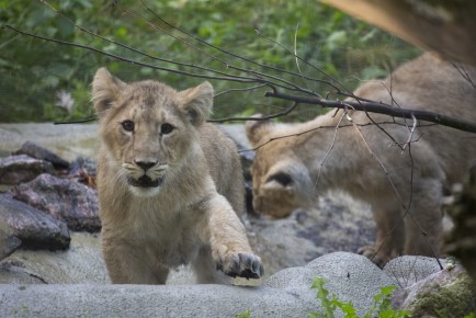 Asian Lion cubs fooling around.
