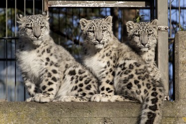 Three of four snow leopard cubs looking out.