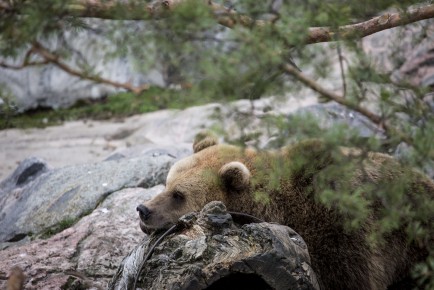 Brown bear ready for hibernation