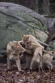 Asian lion cubs playing with mother