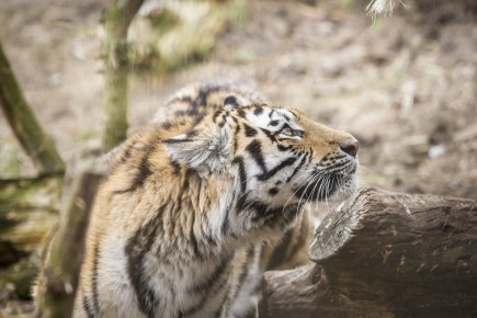 Amur Tiger Cubs 1st Birthday