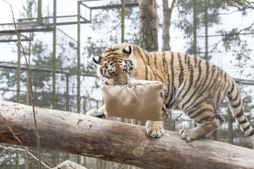 Amur Tiger Cubs 1st Birthday