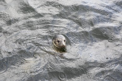 Virolahti seal looking back from the sea