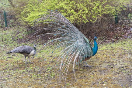 Peacock is back on its territory and has females