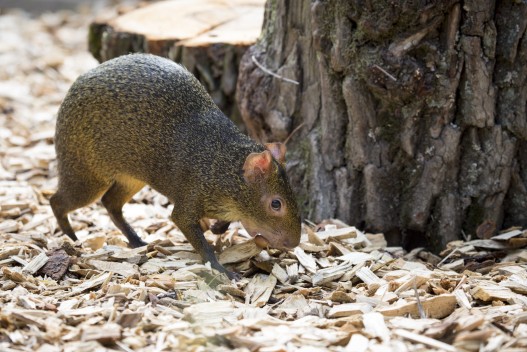 Agouti looking for a place to hide a nut