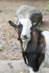 African pygmy goat male