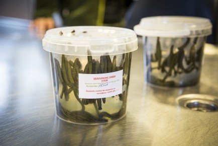 250 leeches have travelled in small jars