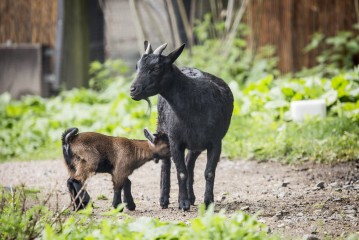 African pygmy goat kids of 2017