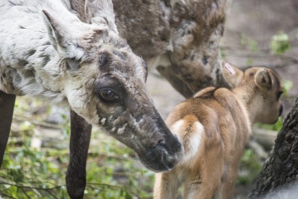 European forest reindeer calves born in 2017