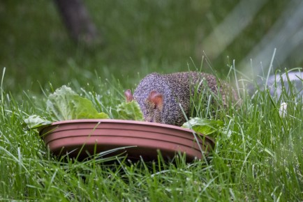Agouti finds food from the new enclosure