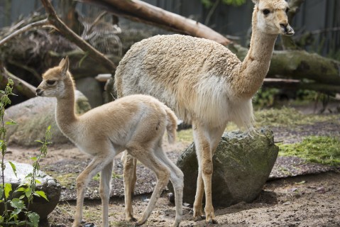Little vicuña foal