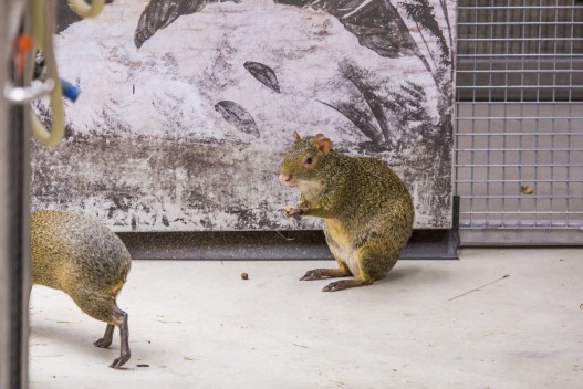 Agoutis at the door of the new enclosure