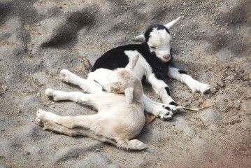 African Pygmy Goat kids