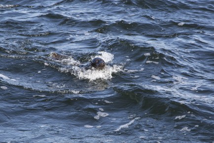 Vuosaari seal doing well in the water