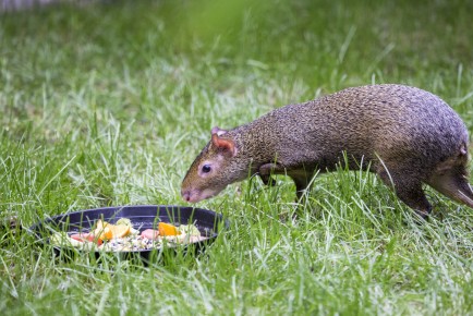 Agouti finds food from the new enclosure
