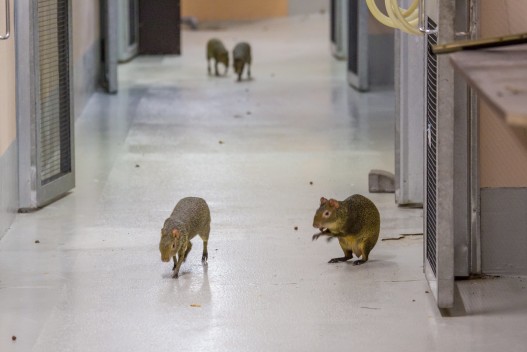 Agoutis moving to the new enclosure by following nuts