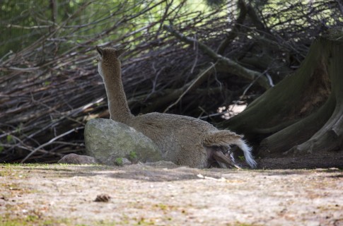 Vicuña mother giving birth