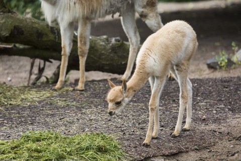Little vicuña foal