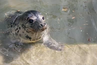 Young grey seal from Virolahti