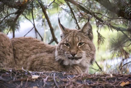 Lynx female
