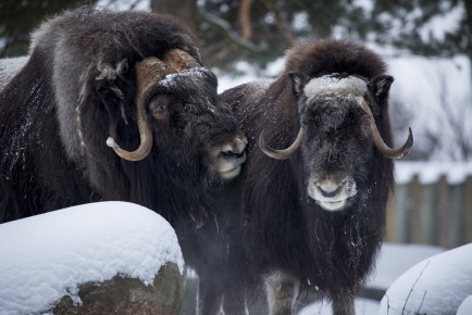 Young muskox couple meets for the first time