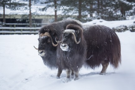 Young muskox couple meets for the first time