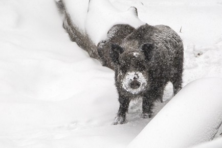 Eurasian Wild Boar and snow