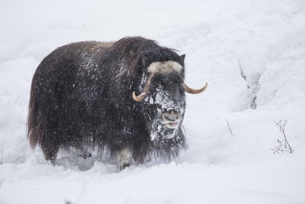 New musk ox couple meets each other for the first time