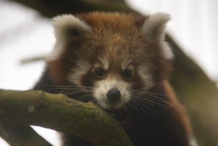 Little red panda is curious