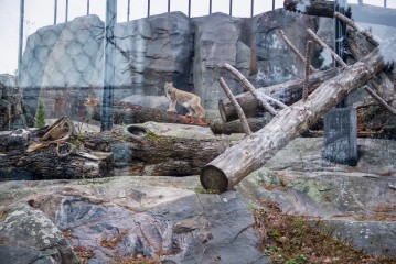Lynx in the new enclosure