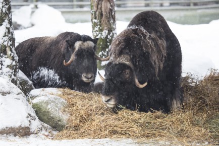 New musk ox couple meets each other for the first time