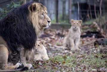 Mohan and his cubs