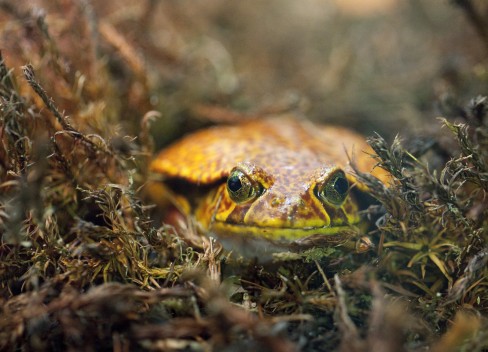 Forest tomato frog