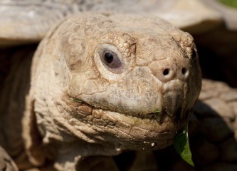 Korkeasaare´s New African Spurred Tortoise