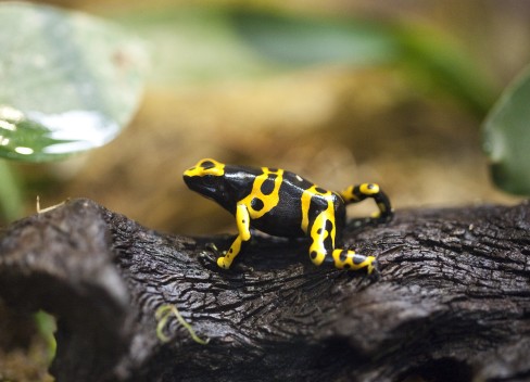 Yellow-banded poison arrow frog