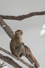 Young macaques exploring in the first snow