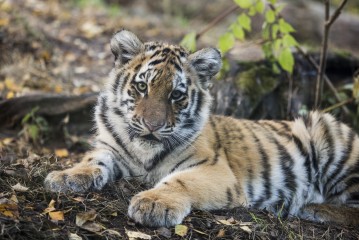 Amur Tiger Cub Ina