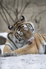 Amur Tiger Mother Cleaning