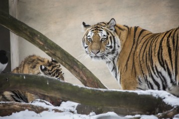 Amur Tiger Mother and Cub