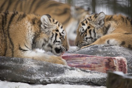 Amur Tiger Cubs Eating Meat