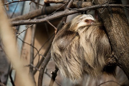 Hoffmann's sloth hanging out